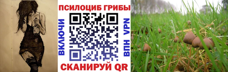 где можно купить Новочеркасск Галлюциногенные грибы прущие грибы